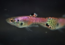 ENDLER'S GUPPY NEON TIGER RED MALE