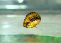 ESCARGOT CLITHON DORÉ
