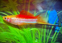 SCHWERTTRÄGER PINEAPPLE