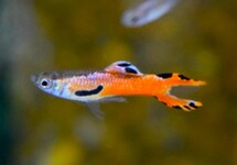 GUPPY ENDLER RED SCARLET (M/F)