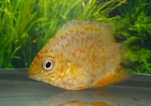 GOLDEN ROT GEPUNKTET AUGENFLECKENBUNTB.