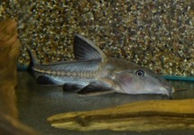 DORAS NIGER