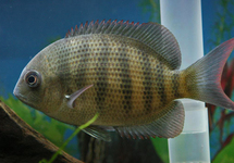 CICHLIDE DE MADAGASCAR MENARAMBO