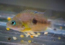 TOPAZ CICHLID