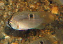 KEYHOLE CICHLID M