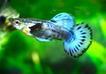 GUPPY TUXEDO BLEU BERRY (MÂLE)