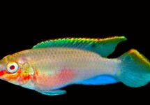 PELVICACHROMIS PULCHER ALBINO M