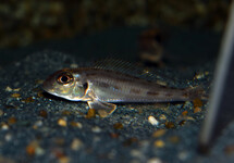 TANGANYIKA CICHLIDE KARAGO