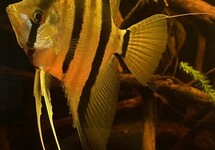 MAANVIS SURINAM RED SPOTTED M/L