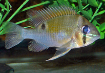 CUPID CICHLID