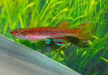 KILLIFISH ELBERTI