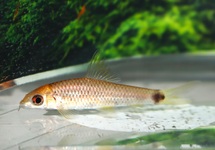 SUCEUR RÉTICULE DORÉ