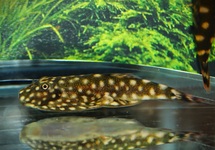 BORNEO LOACH