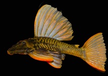 GOLDEN SAILFIN PLECO