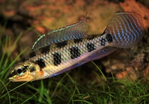 Autres Cichlidés Nains