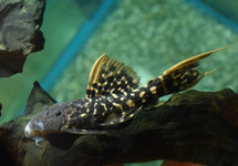 L273 TITANICUS PLECO