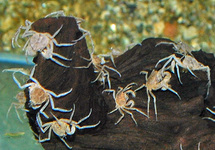 THAI MICRO CRAB