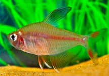 ROSY TETRA