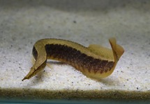 SPINY EEL CIRCUMCINCTUS