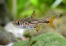 RASBORA LACRIMULA
