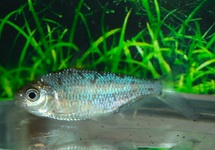 ELEGANT FEATHERFIN TETRA