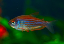 INPAICHTHYS PARAUAPIRANGA M