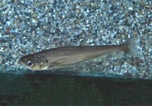 VAMPIRSALMLER SCOMBEROIDES