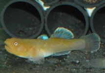 DESERT GOBY GOLD
