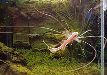 ELEGANTE PARADIJSVIS
