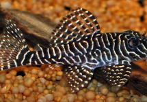 L260 QUEEN ARABESQUE PLECO