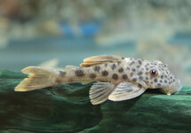 L163 BIG SPOT PLECO