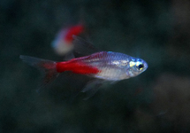 NEON TETRA  DIAMOND LYERTAIL