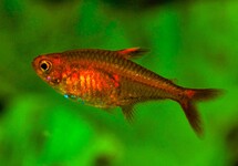 EMBER TETRA 