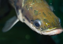 ARAPAIMA M