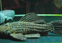 L185 PSEUDACANTHICUS SP. XXL