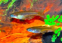 GERTRUDE'S REGENBOOGVIS