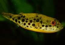 LEOPARD-KUGELFISCH