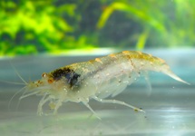 AUSTRALIAN AMANO SHRIMP