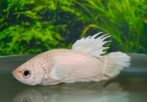 KAMPFFISCH PLAKAT CROWNTAIL WEISS MANN