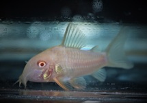 CORYDORAS DE STERBA ALBINO