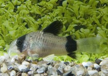 CORYDORAS PANDA