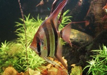 ALTUM ANGELFISH VICHADA