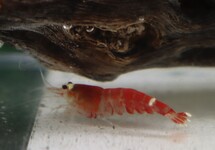 CREVETTE SANTA ROUGE