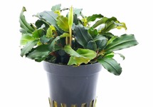 Bucephalandra 'Lamandau Mini Red' - PE