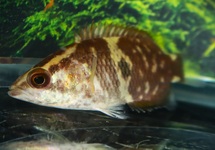 MACULATUM BUSHFISH