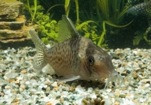 PANTSERMEERVAL DELPHAX