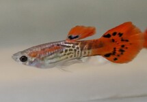 GUPPY SNAKESKIN RED MALE