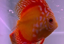 DISCUS RED MAP