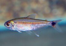 GOLD TETRA