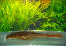 L178 RED FIN PLECO
